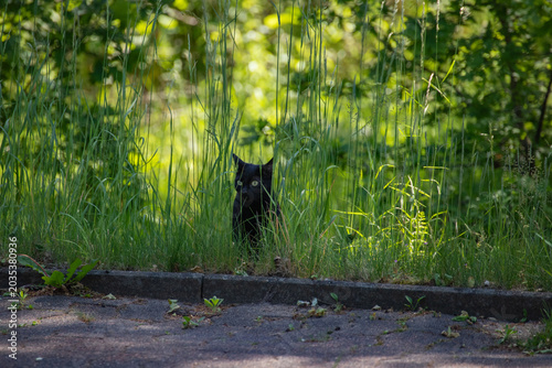 Black Cat Sitting in Bushes Beside the Sidewalk Watching Carefully