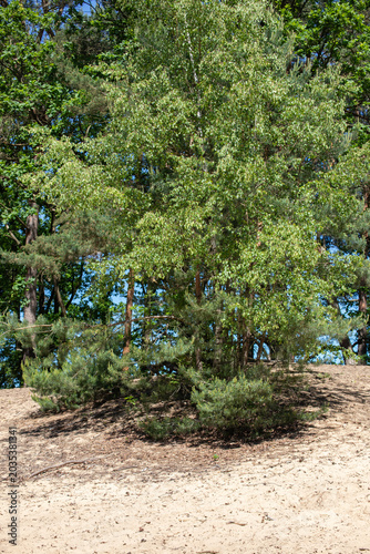 Trees on a sandy ground