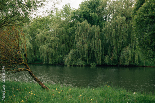 Photos Grass with dandelions by the river