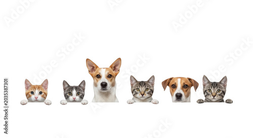 A row of various cats and dogs peeking over a solid black horizontal edge, including tabby kittens, a ginger cat, and two brown and white dogs