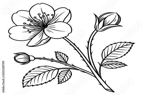 coloring page line art the alpine rose flower black vector