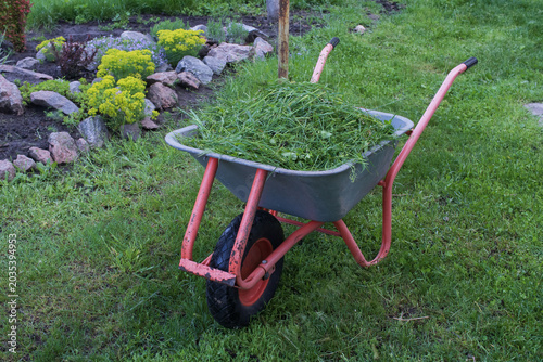 Fotografie Wheelbarrow with mowed grass standing on green lawn during seasonal gardening and yard maintenance