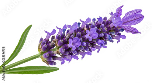 Lavender flower on black background