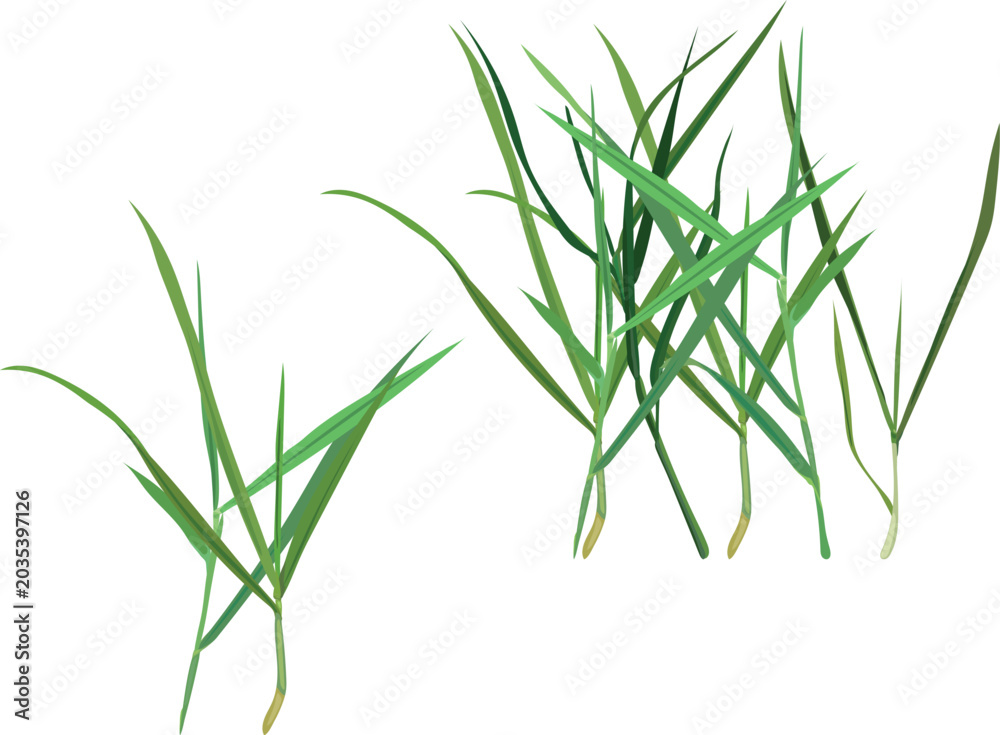 Obraz premium Green grass tufts vector illustration set. Realistic fresh lawn blades and meadow sprouts isolated elements collection