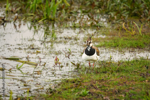 Lapwing at the wetlands of Druridge Pools, a Nature Reserve close to the Northumberland coast, a former opencast mine, now a popular reserve with wildfowl and waders in the wetland