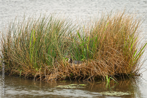 Coot sitting on nest at Druridge Pools, a Nature Reserve close to the Northumberland coast, a former opencast mine, now a popular reserve with wildfowl and waders in the wetland