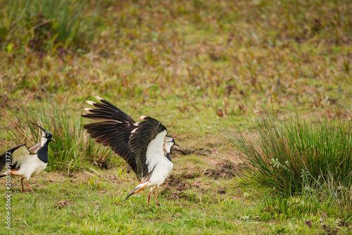 Lapwings prepare for take off at Druridge Pools, a Nature Reserve close to the Northumberland coast, a former opencast mine, now a popular reserve with wildfowl and waders in the wetland