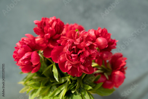 Red peony flowers with water drops and green leaves on dark background. Floral close up photography. Spring blooming garden and botanical concept. Design for wallpaper, poster, greeting card, postcard