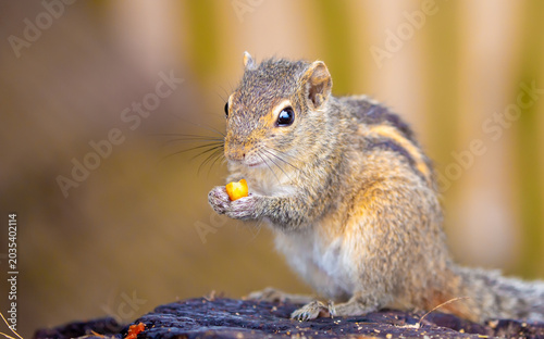 Photography Chipmunk against the backdrop of tropical nature