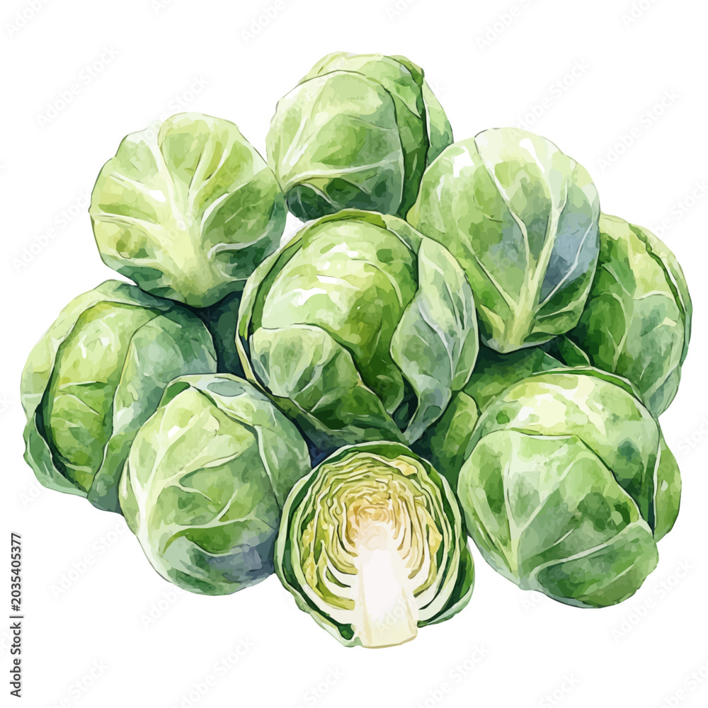 Obraz premium Brussels Sprouts, watercolor vector, isolated on a white background.