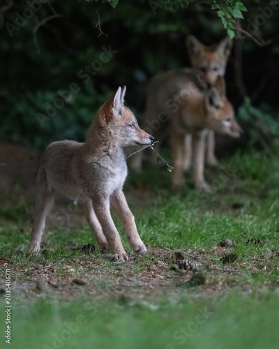 Canvas Print Playful wild coyote pups slowly emerge from the den as darkness sets in