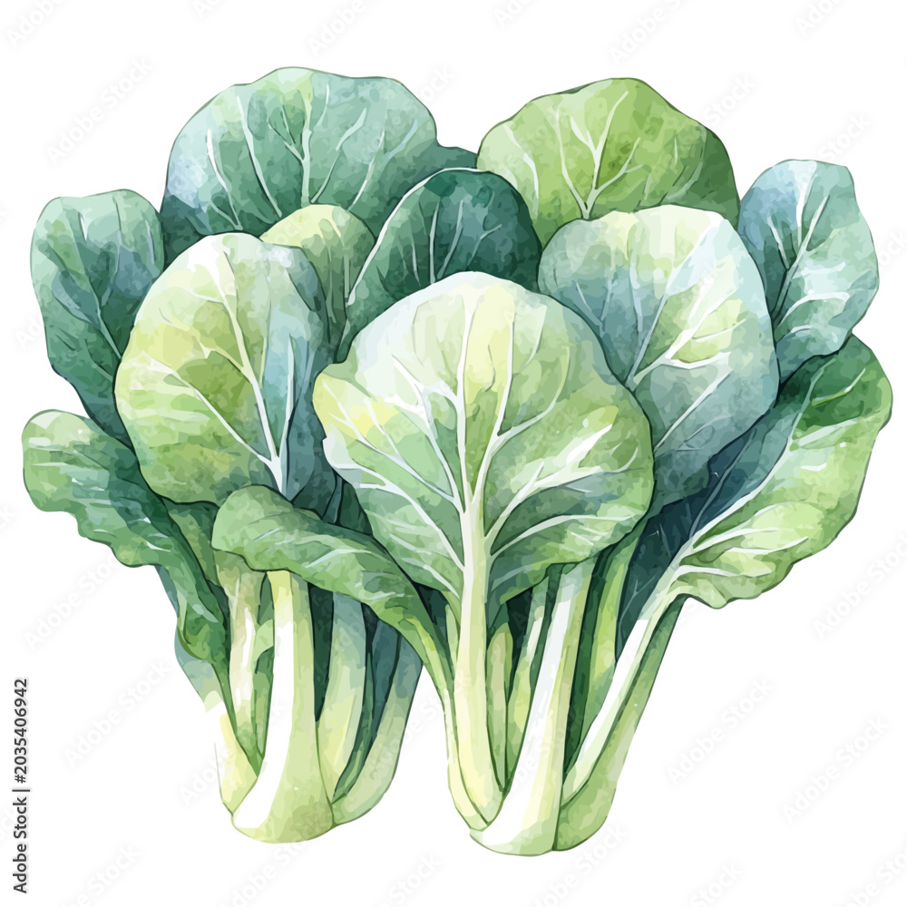 Obraz premium Bok Choy, watercolor vector, isolated on a white background.