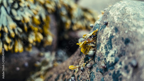 Billede på lærred Common Periwinkles and Bladder Wrack Seaweed Clinging to Intertidal Rocks at Low