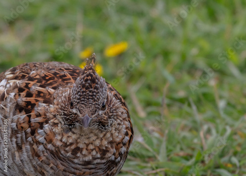 Close up the head of a ruffed grouse