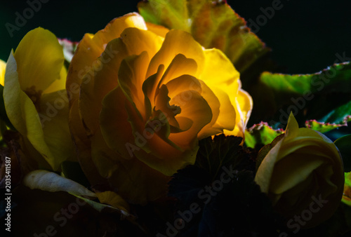 Beautiful yellow begonia flower glowing in morning sunlight