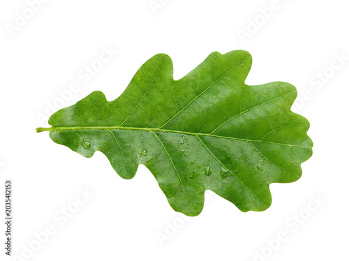 Green oak leaf on white background
