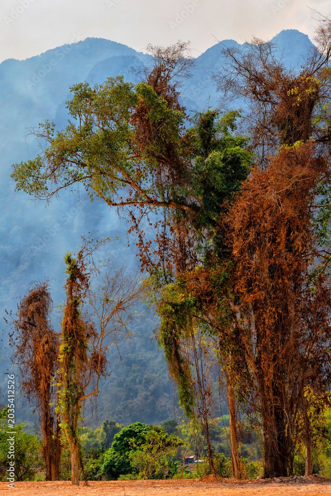 Fototapeta premium Laos. Tropical jungle of Laos. Travel and Tourism. Beautiful trees against a background of mountains 