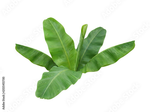 Green plant with large leaves