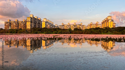 Canvas Print Thousands of Pink Flamingos at Evening in Navi Mumbai Urban Wetland Reflection