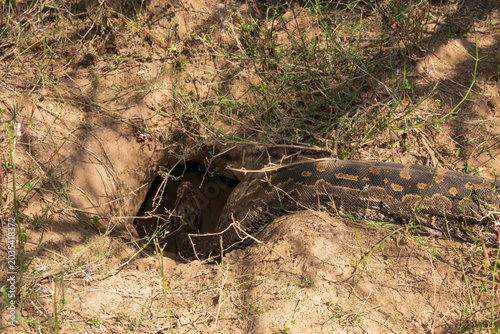 Southern African python (Python natalensis) entering an underground Aardvark hole during the breeding season, South Africa