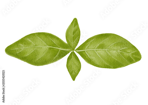 Watercolor Green Basil Leaves