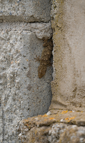 Mediterranean gecko blending into rustic textured wall background