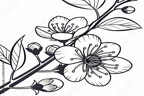 coloring page line art the kangaroo apple flower black vector