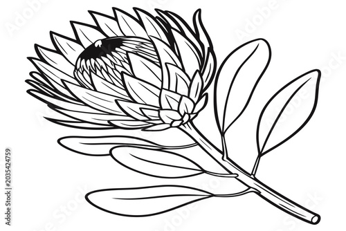 coloring page line art the kangaroo apple flower black vector