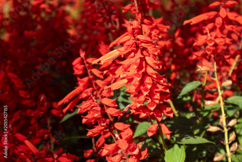 Bright red salvia blooms in warm sunlight. Lush green leaves frame the vivid flowers, lively summer garden scene