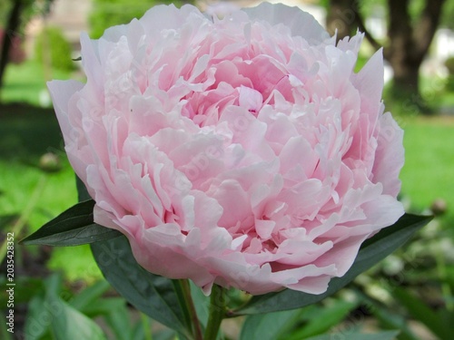 pink peony flower in the garden 
