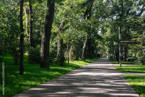 Paved walkway shaded by tall trees in vibrant green park. Nature in city outdoor lifestyle visuals