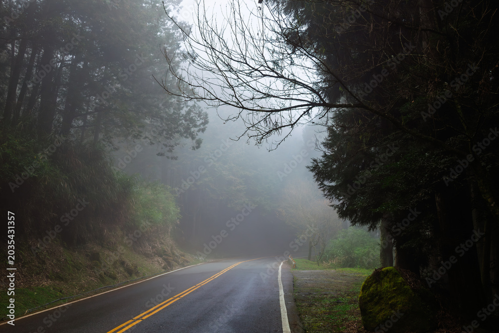Obraz premium Misty forest road through mountain woodland