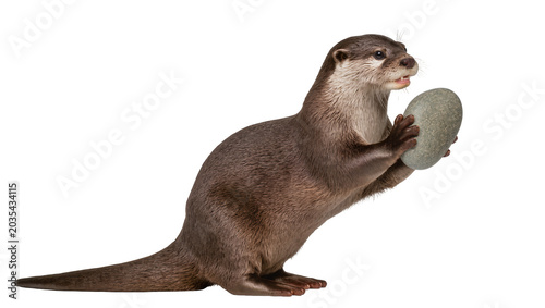 Cuadro en lienzo Oriental small-clawed otter holding a smooth grey stone