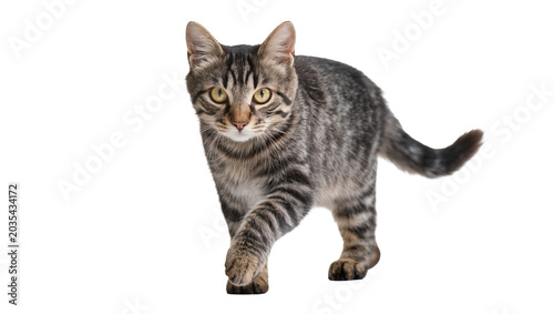Photos Tabby cat walking forward with yellow eyes