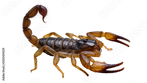 Foto Scorpion with segmented tail and claws on white