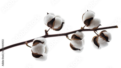 Quadro su tela Cotton bolls on branch with white fluffy fibers and brown seed pods