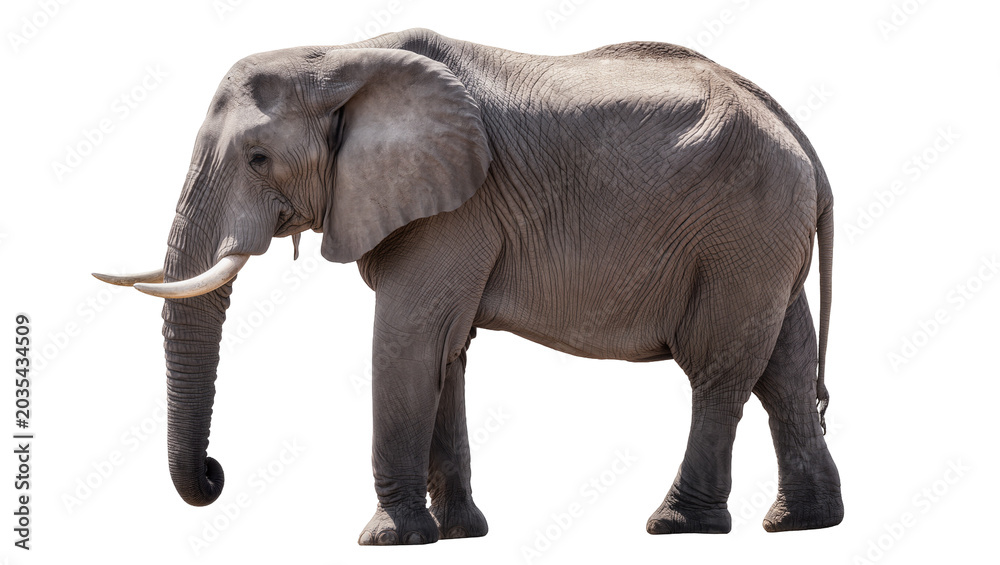 Fototapeta premium African elephant with tusks and large ears