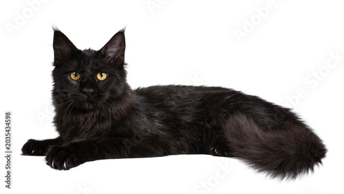 Canvas Print Black Maine Coon cat lying down with yellow eyes