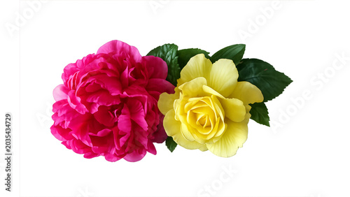 Pink peony and yellow rose with green leaves blooming on a transparent background