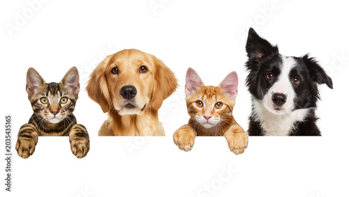 Canvas Print Tabby cat golden retriever orange cat, border collie peeking over edge