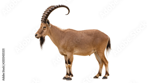 Obraz na plátně Nubian ibex male with large curved horns standing