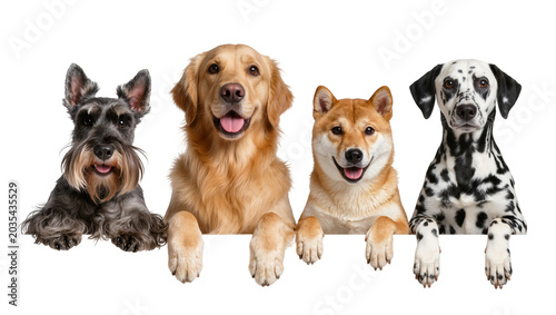 Photos Four diverse dog breeds peeking over a white surface