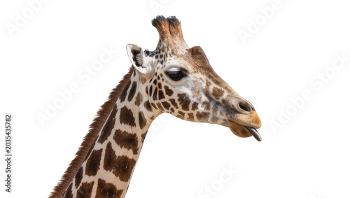 Tableau sur toile Giraffe head with tongue sticking out brown spots, white