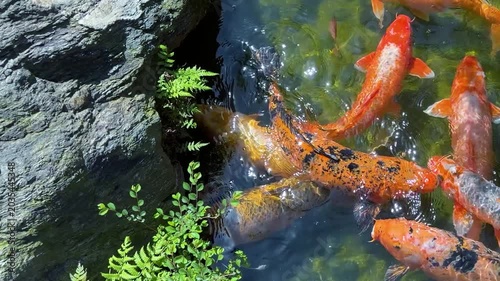 Koi fish swim in a clear pond at Ohori Park Japanese Garden in Fukuoka. Colorful Japanese carps gather together in sunny April spring weather. Water plants and stones surround  decorative garden pool