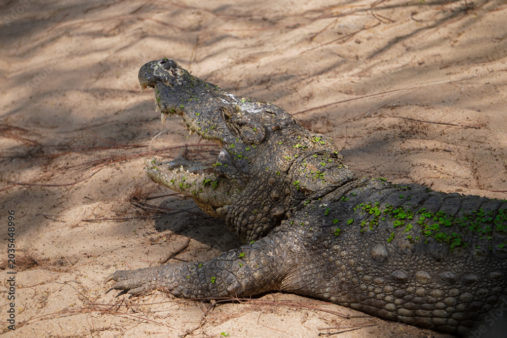 Fototapeta premium Wild Crocodile Resting on Sandy Riverbank with Open Mouth in Natural Habitat