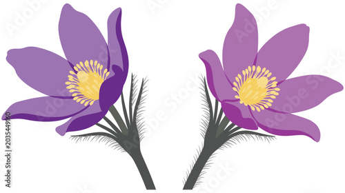 Foto Two purple pasqueflower blossoms with hairy stems on white background isol