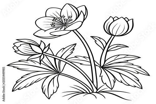 Canvastavla coloring page line art the winter aconite flower black vector