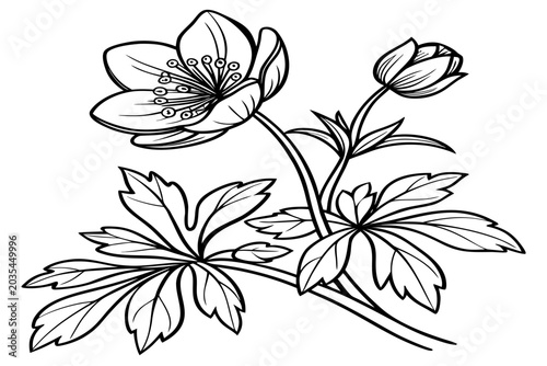 Tableau sur toile coloring page line art the winter aconite flower black vector