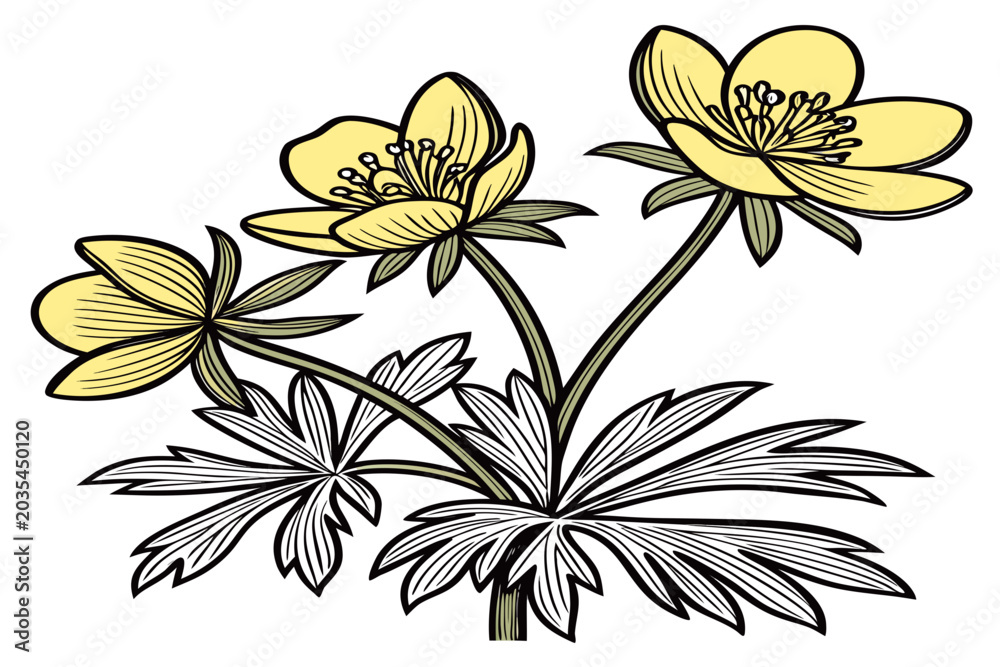 Obraz premium coloring page line art the winter aconite flower black vector