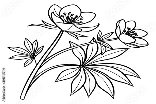 Fotografía coloring page line art the winter aconite flower black vector